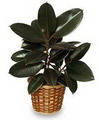 Ficus elastica